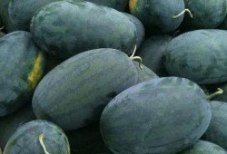 宁波网红陈小姐吃瓜,揭秘幕后真相与网络热议